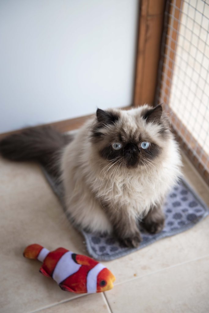 Greenside Boutique Cattery at Essex