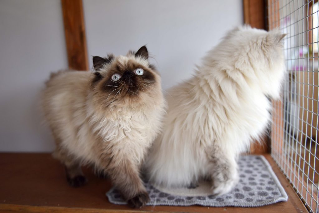Greenside Boutique Cattery at Essex