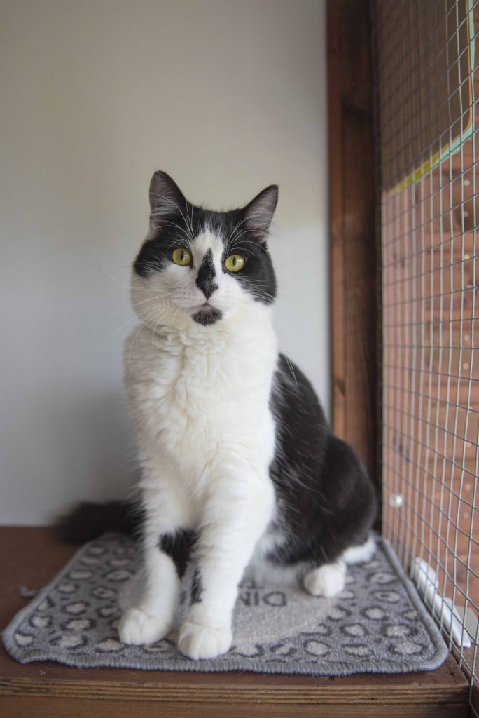 Greenside Boutique Cattery at Essex