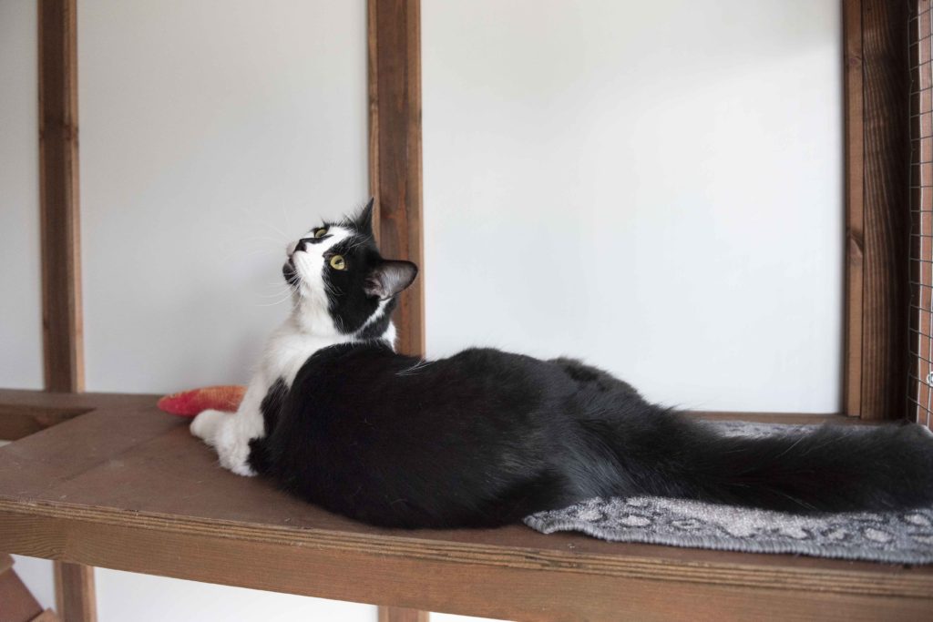 Greenside Boutique Cattery at Essex