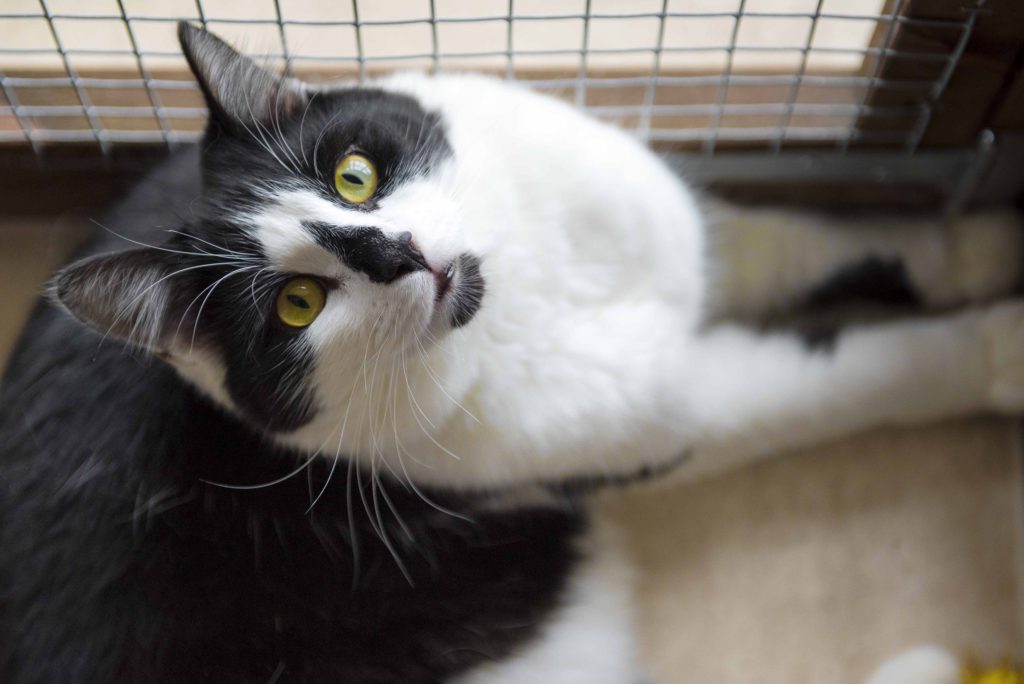 Greenside Boutique Cattery at Essex
